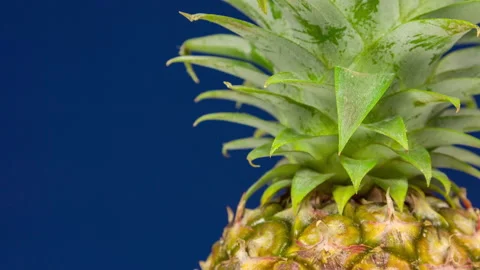 Ripe pineapple close up on blue dark background. Minimal fruit concept. Video stock 89855989