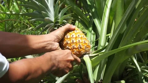 Ripe pineapple Stock Footage 225171711