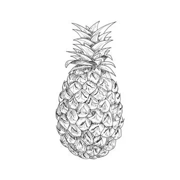 Ripe pineapple fruit sketch Illustrazione stock