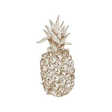 Ripe pineapple fruit sketch 스톡 일러스트