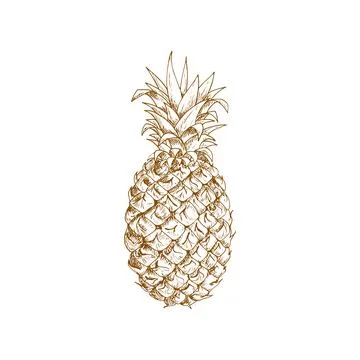 Ripe pineapple fruit sketch Illustrazione stock