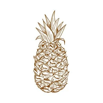 Ripe pineapple fruit sketch Illustrazione stock