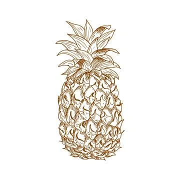 Ripe pineapple fruit sketch Stock Illustration