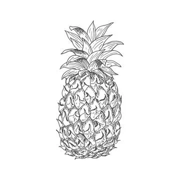Ripe pineapple fruit sketch Illustrazione stock