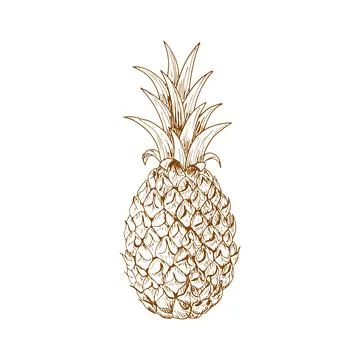Ripe pineapple fruit sketch Illustrazione stock