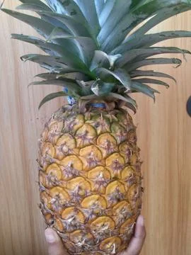 Ripe pineapple. Stock Photos