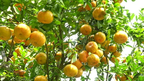 Ripe Pink Mandarin Orange Clusters in Sunlit Vietnam Orchardam Stock Footage 326744805