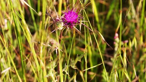 Ripe pink thistle on wind Stock Footage 97733915
