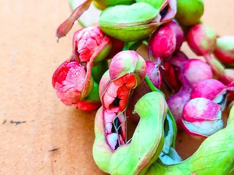 Ripe Pithecellobium Dulce Bean Stock Photos
