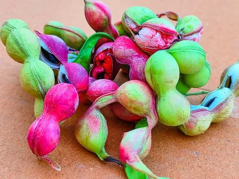 Ripe Pithecellobium Dulce Bean Stock Photos