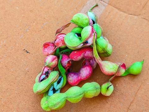 Ripe Pithecellobium Dulce Bean Stock Photos