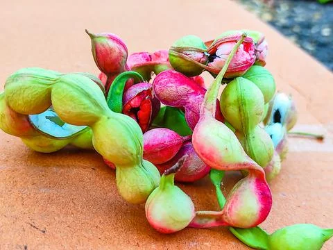 Ripe Pithecellobium Dulce Bean Stock Photos