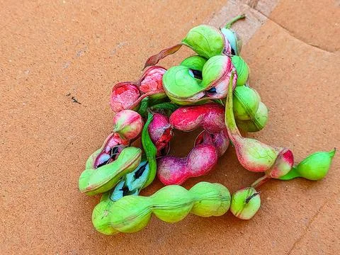 Ripe Pithecellobium Dulce Bean Stock Photos