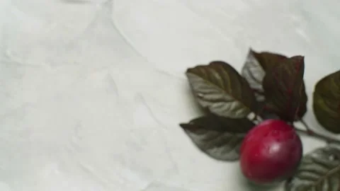 Ripe plum on a branch Stock Footage 140351466