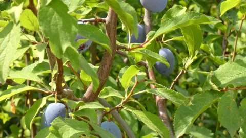 Ripe plum fruit on a plum tree branch with green foliage. Harvest time Video stock 210221442