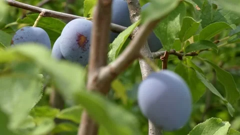 Ripe plum fruit on a plum tree branch with green foliage. Harvest time Video stock 210221697