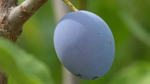 Ripe plum fruit on a plum tree branch with green foliage. Harvest time Video stock 210221847