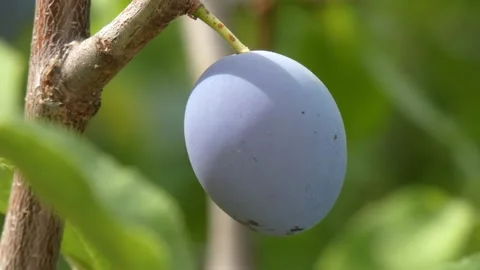 Ripe plum fruit on a plum tree branch with green foliage. Harvest time Video stock 210222031