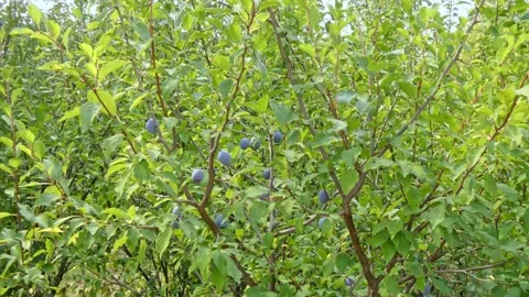 Ripe plum fruit on a plum tree branch with green foliage. Harvest time Stock Footage 210222182