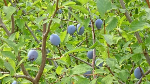 Ripe plum fruit on a plum tree branch with green foliage. Harvest time Video stock 210222451