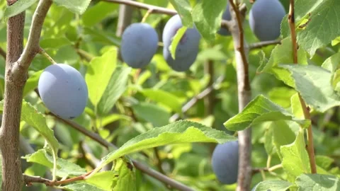 Ripe plum fruit on a plum tree branch with green foliage. Harvest time Video stock 210222775