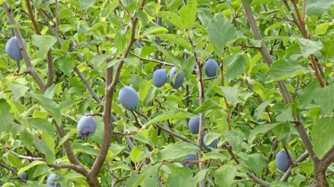 Ripe plum fruit on a plum tree branch with green foliage. Harvest time Video stock 210223231