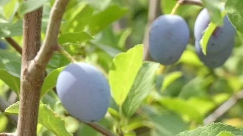 Ripe plum fruit on a plum tree branch with green foliage. Harvest time Video stock 210223553