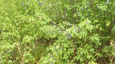 Ripe plum fruit on a plum tree branch with green foliage. Harvest time Video stock 210223819