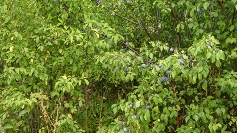 Ripe plum fruit on a plum tree branch with green foliage. Harvest time Stock Footage 210224011