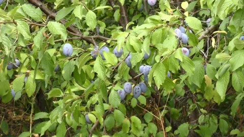 Ripe plum fruit on a plum tree branch with green foliage. Harvest time Video stock 210224197