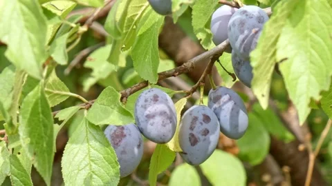 Ripe plum fruit on a plum tree branch with green foliage. Harvest time Stock Footage 210224329