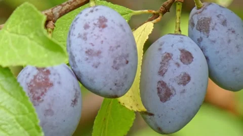 Ripe plum fruit on a plum tree branch with green foliage. Harvest time Stock Footage 210224618