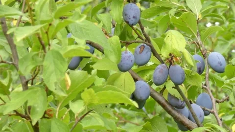 Ripe plum fruit on a plum tree branch with green foliage. Harvest time Video stock 210224835
