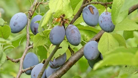 Ripe plum fruit on a plum tree branch with green foliage. Harvest time Stock Footage 210224985
