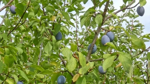 Ripe plum fruit on a plum tree branch with green foliage. Harvest time Stock Footage 210225179