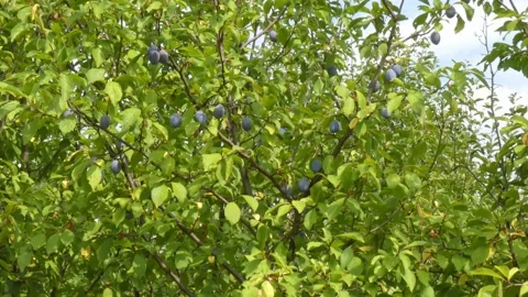 Ripe plum fruit on a plum tree branch with green foliage. Harvest time Video stock 210225312