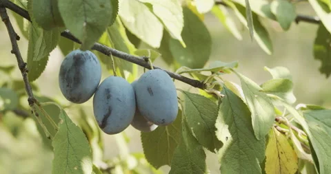Ripe plum fruit on tree branch 4K panning video Stock Footage 169687565