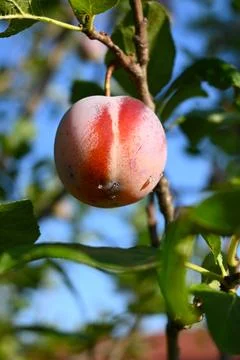 Ripe plum hanging from a fruit tree branch Stock Photos