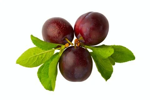 Ripe plum Stock Photos