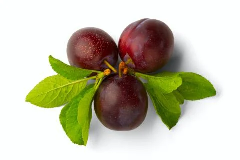 Ripe plum Stock Photos