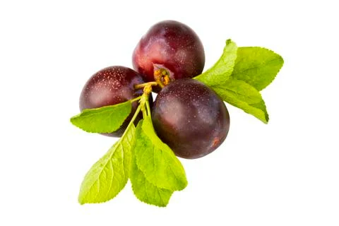 Ripe plum Stock Photos
