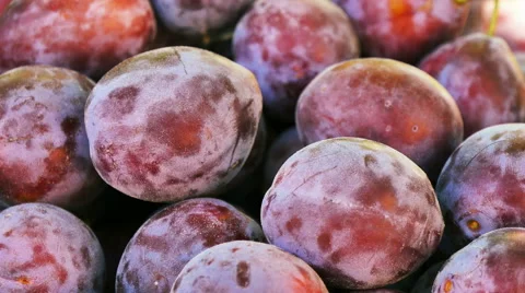 Ripe Plums (Blackthorns) Background, Texture Stock Footage 53857954