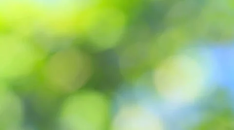 Ripe plums with blue sky in the background. Stock Footage 41855892