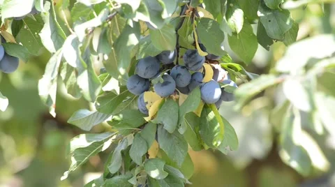 Ripe plums on a branch Stock Footage 54296653