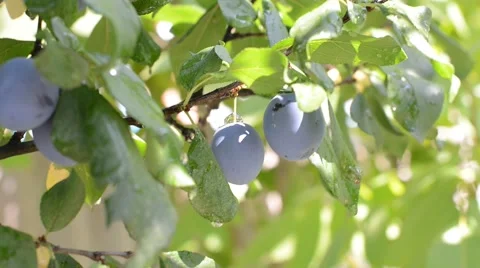 Ripe plums on a branch Stock Footage 54296655