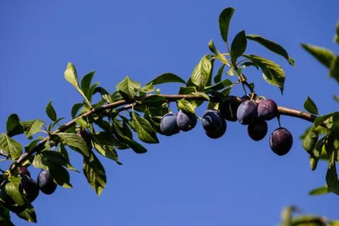 Ripe plums on a branch Stock Photos