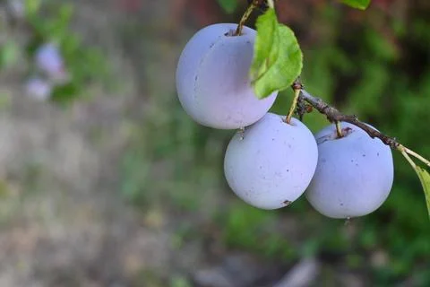 Ripe plums on a branch Stockfoto's