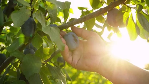 Ripe plums on a branch in the rays of sunlight. Fresh plums is hand picked. Video stock 130779801