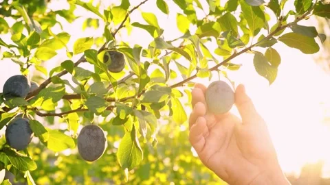 Ripe plums on a branch in the rays of sunlight. Fresh plum is hand picked. Stock Footage 131457559