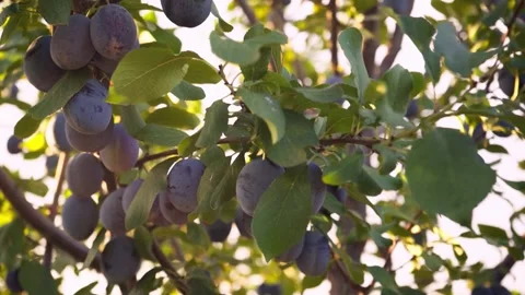 Ripe plums on a branch in the rays of sunlight. Summer season. Harvesting plums. Stock Footage 133607246